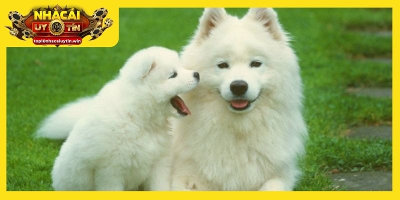 Giấc mộng 02 con chó mang đến điềm lành về tình bạn và công việc